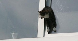 zabezpieczenie okna uchylnego dla kota